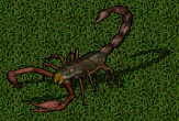 giant scorpion