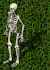 skeleton