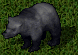 černý medvěd