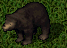 hnědý medvěd