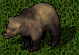 medvěd grizly